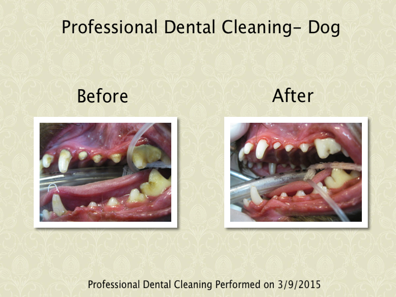 k9 dental B & A